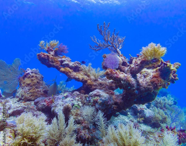 Fototapeta reef water dive