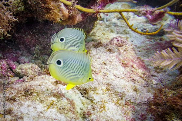 Fototapeta butterfly fish pair