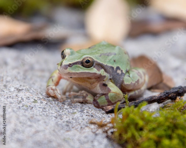 Obraz Arizona tree frog