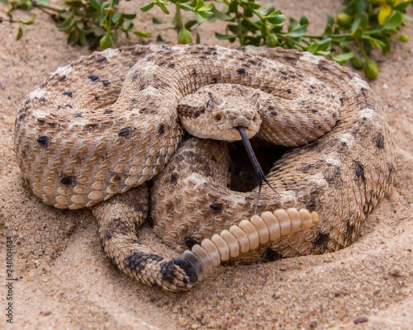 Obraz sidewinder rattlesnake