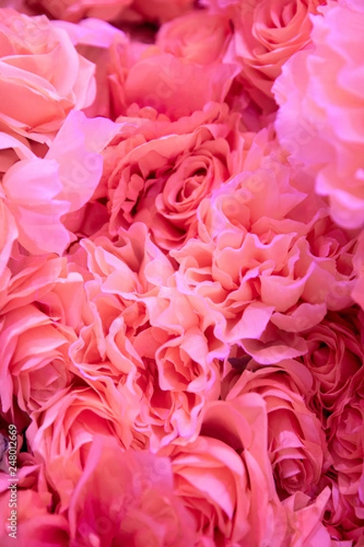 Obraz Soft coral pink color Roses Background