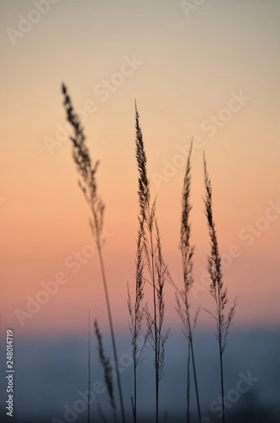 Obraz природа