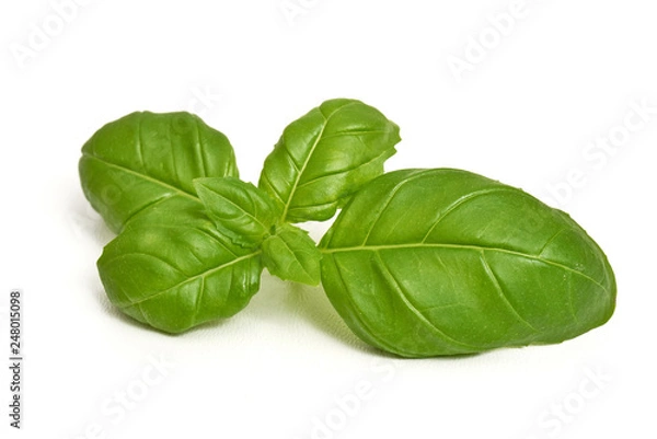 Obraz Bazylia zioła i przyprawy na białym tle