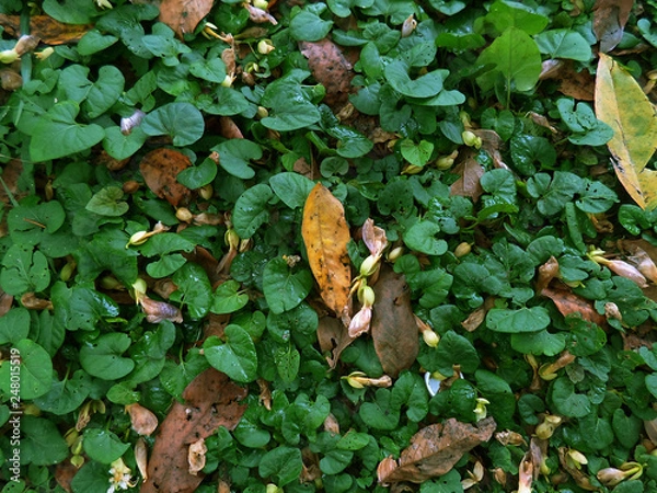 Obraz Ivy's floor