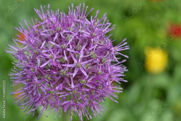 Fototapeta цветок