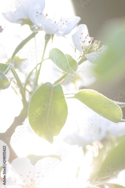 Fototapeta яблуня цвет