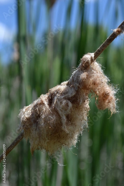 Fototapeta комыш