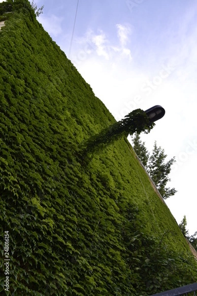 Fototapeta город зелень