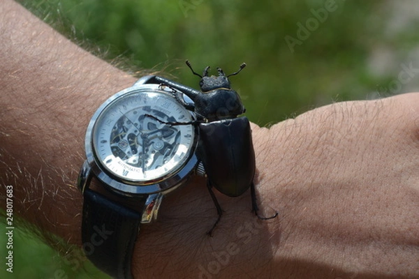 Fototapeta жук часы рука
