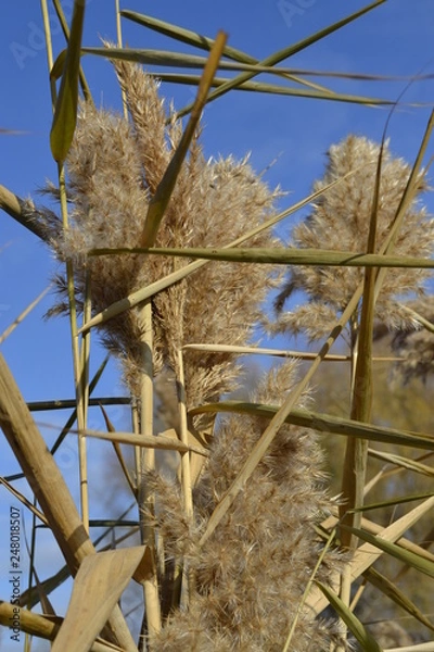 Fototapeta очерет