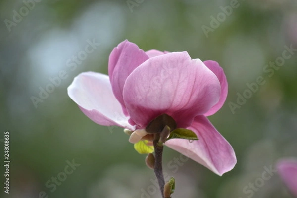 Obraz магнолия