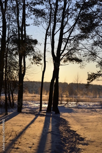 Fototapeta утро зима