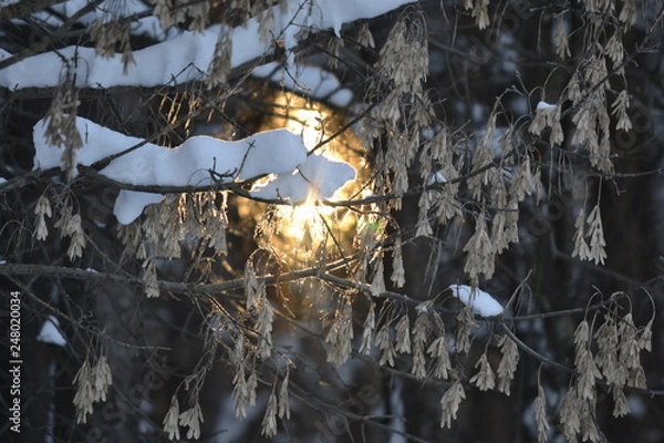 Obraz утро зима