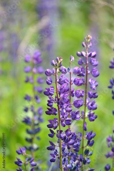 Fototapeta люпин