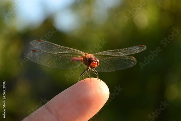 Obraz стрекоза