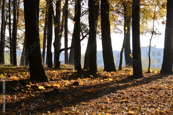 Obraz лес осень
