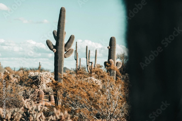 Obraz Saguaro Cactus in Desert Scene