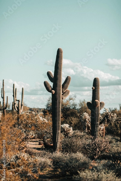 Obraz Saguaro Cactus in Desert Scene