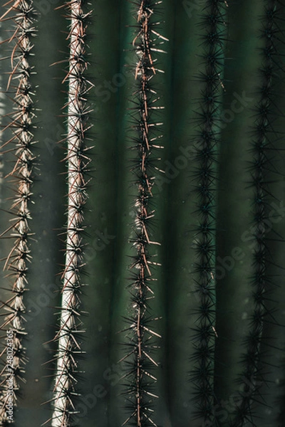 Obraz Saguaro Cactus Needles