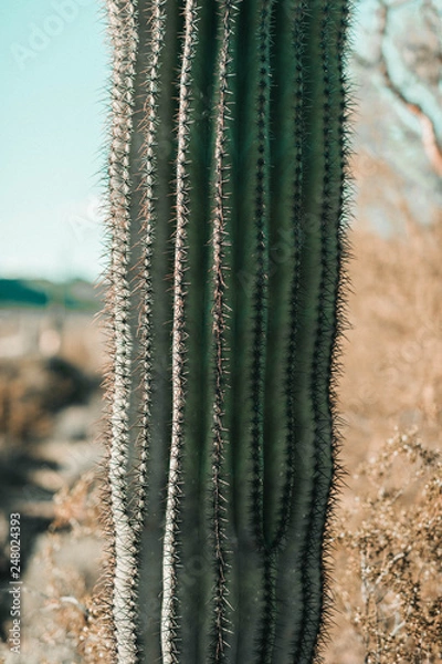 Obraz Saguaro Cactus Close Up
