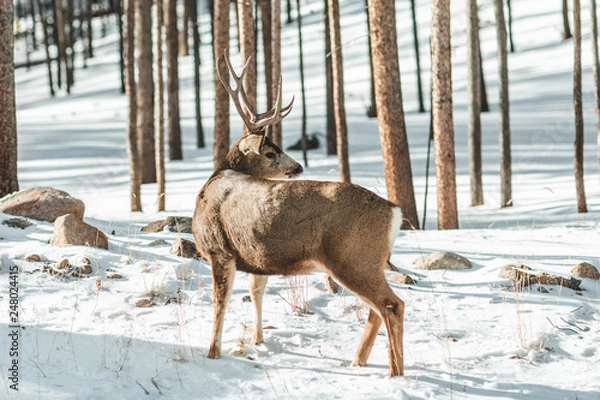 Obraz Mule Deer in National Park