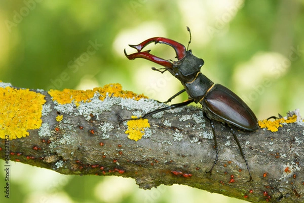 Obraz The stag beetle Lucanus cervus in Czech Republic