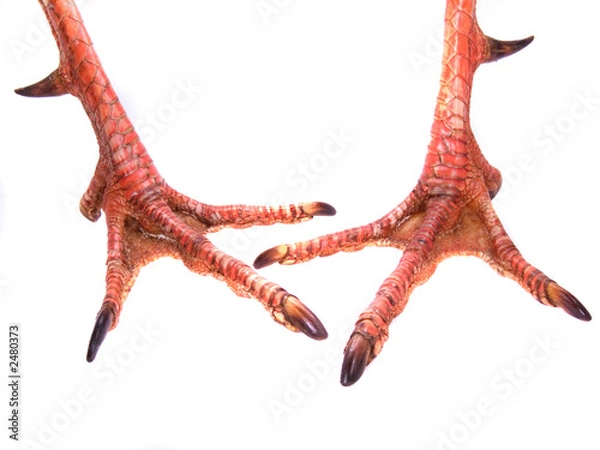 Obraz para stóp gobblera