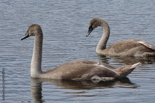 Obraz Baby swans