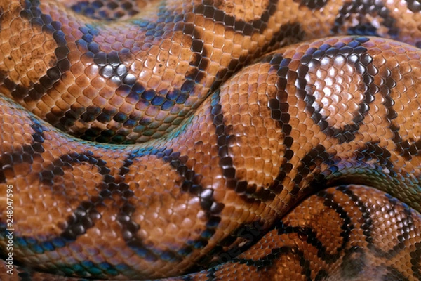Obraz background of a python rolled up with multicolored skin