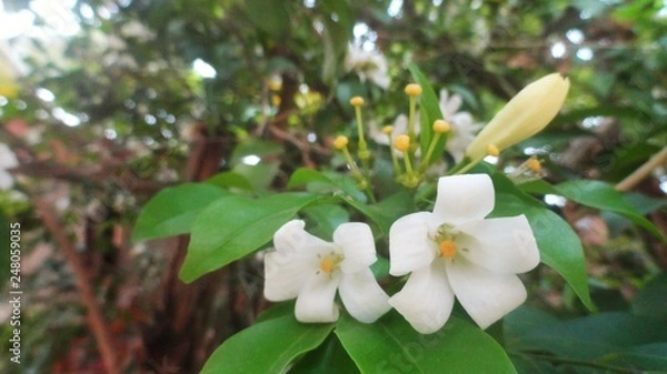 Fototapeta Beautiful white flower on blur background