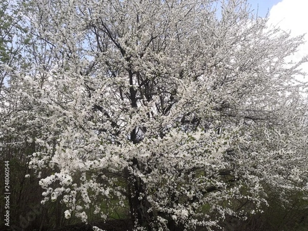 Obraz Flowering tree