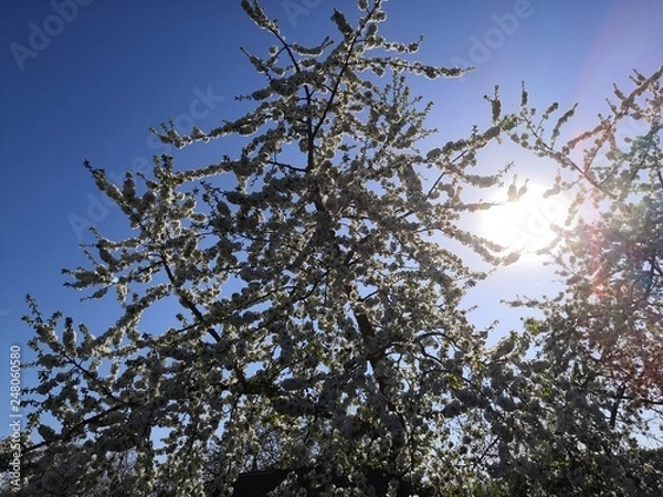 Obraz tree and blue sky
