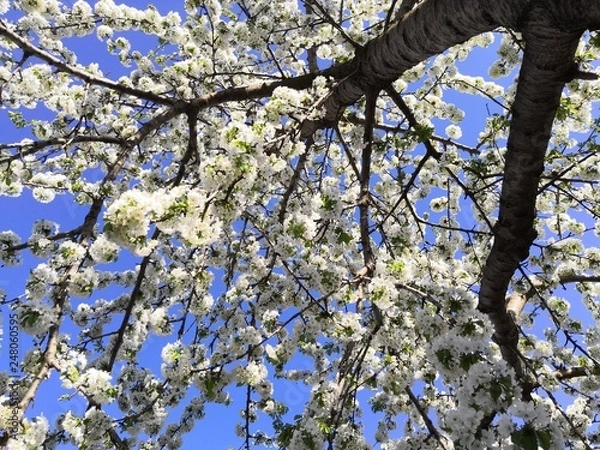 Obraz cherry tree blossom