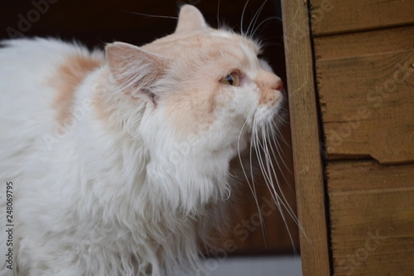Fototapeta cat sniffs