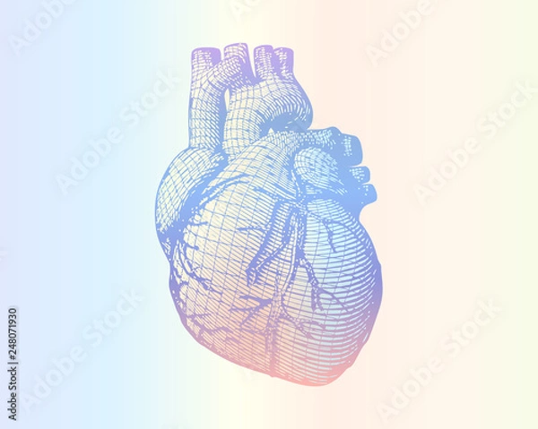 Fototapeta human heart wireframe on soft colorful gradient BG