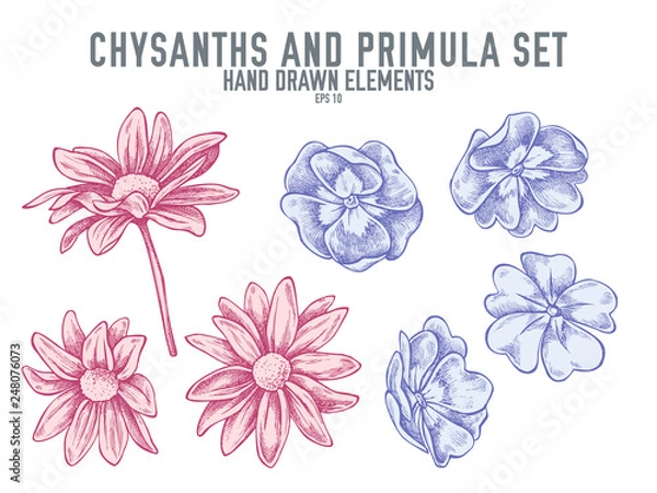 Fototapeta Vector collection of hand drawn pastel chrysanths, primula
