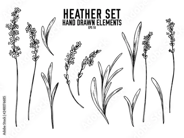 Fototapeta Vector collection of hand drawn black and white heather