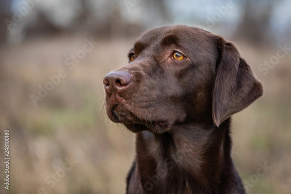 Fototapeta Portrait of a Chocolate Labrador Retriever