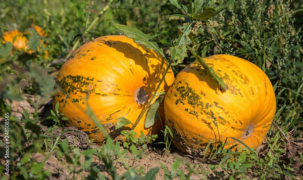 Fototapeta Öl Kürbis Steiermark 