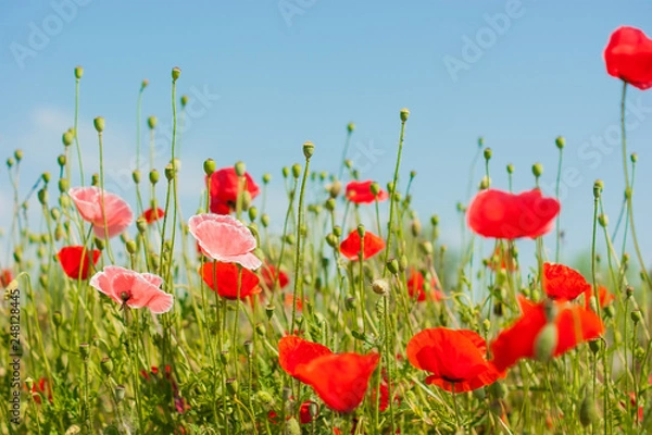 Obraz art Beautiful Spring Flowers