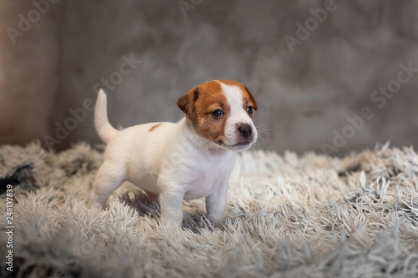 Fototapeta Jack Russell Terrier puppy with spots on the muzzle, stands on a terry rug with a white pile on a gray background