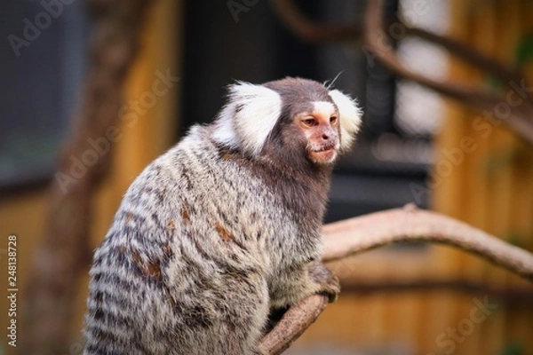 Fototapeta  marmoset monkey  