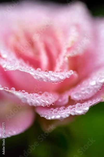 Obraz バラと水滴