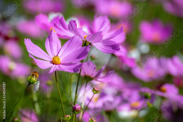 Fototapeta コスモス畑