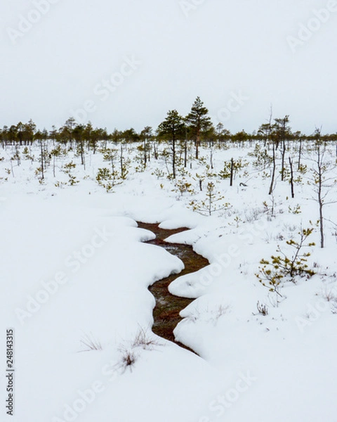 Obraz Winter trip through the Yelnya Bog National Landscape Reserve, Belarus