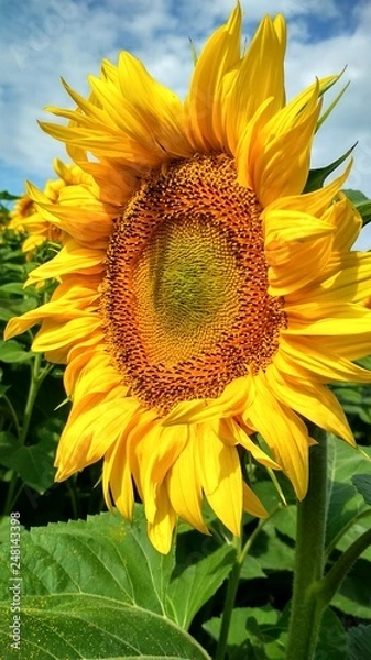 Obraz sunflower and bee