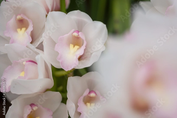 Fototapeta グレートフラワー・マリーローランサン