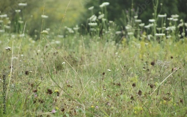 Obraz grass and flowers