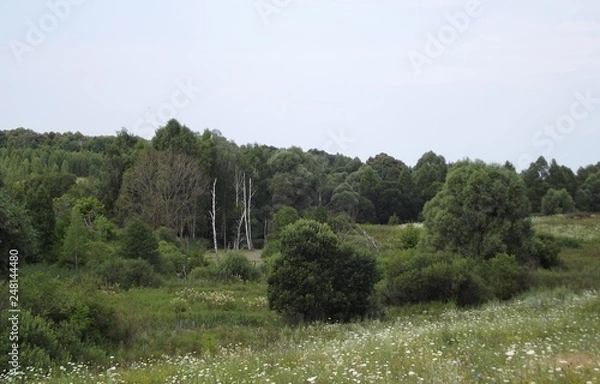 Obraz tree in a field