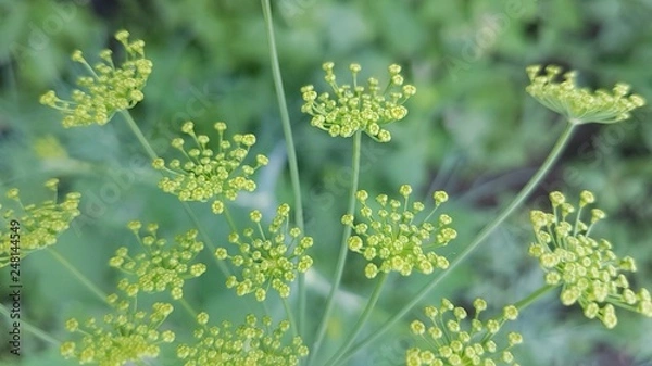 Obraz  Blooming dill